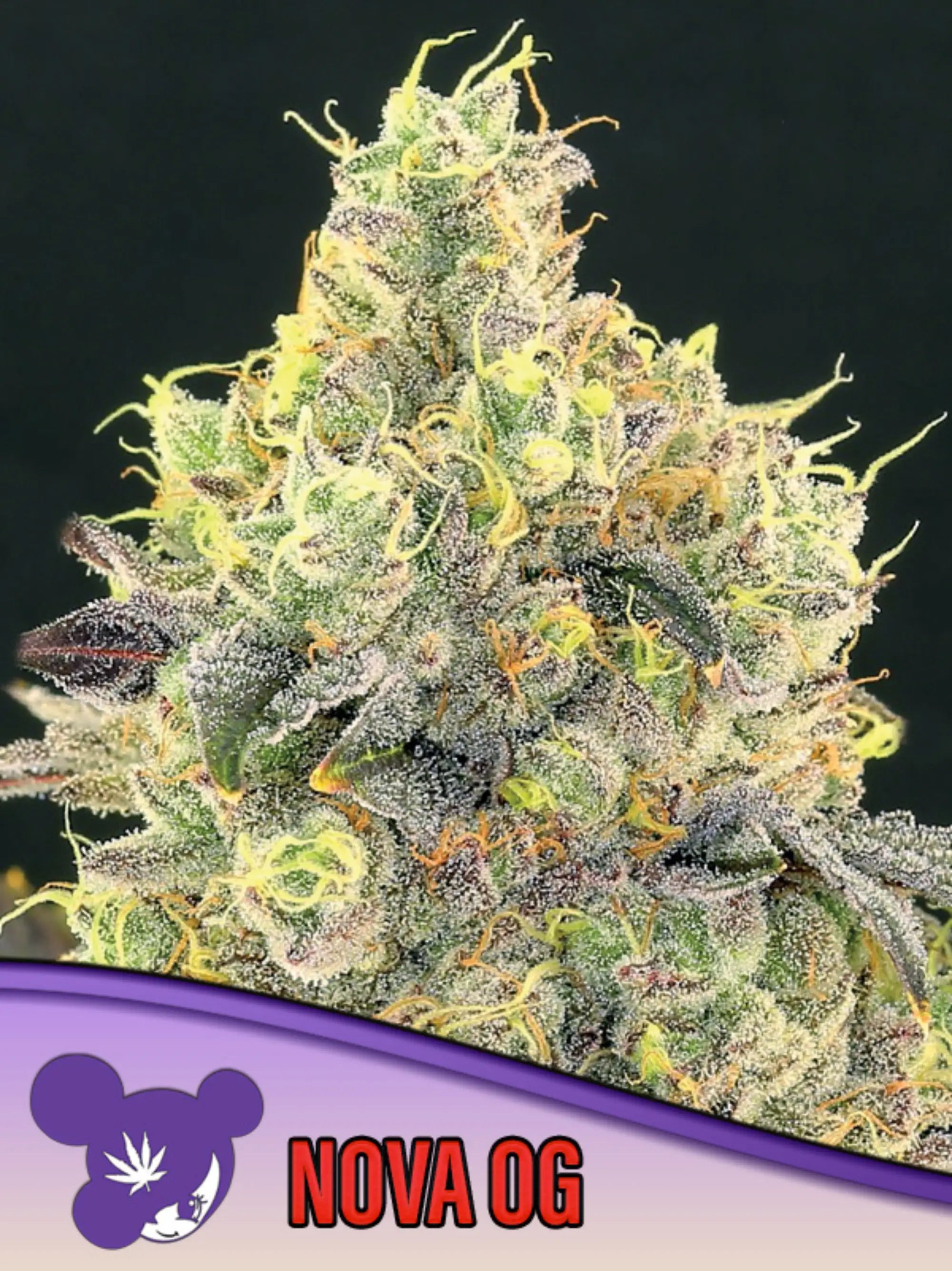 Nova OG feminisierte Cannabissamen von Anesia Seeds zur Sammlung genetischer Vielfalt.