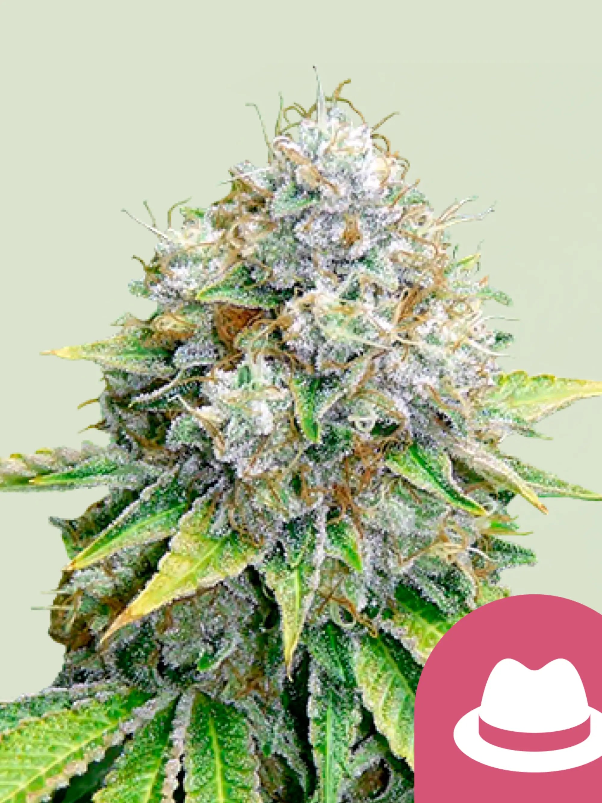OG Kush von Royal Queen Seeds – klassische US-Genetik für Sammler