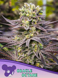 Feminiserte Oracle Octane Samen von Anesia Seeds