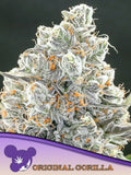 Original Gorilla #4 feminisierte Cannabissamen von Anesia Seeds zur Sammlung genetischer Vielfalt.