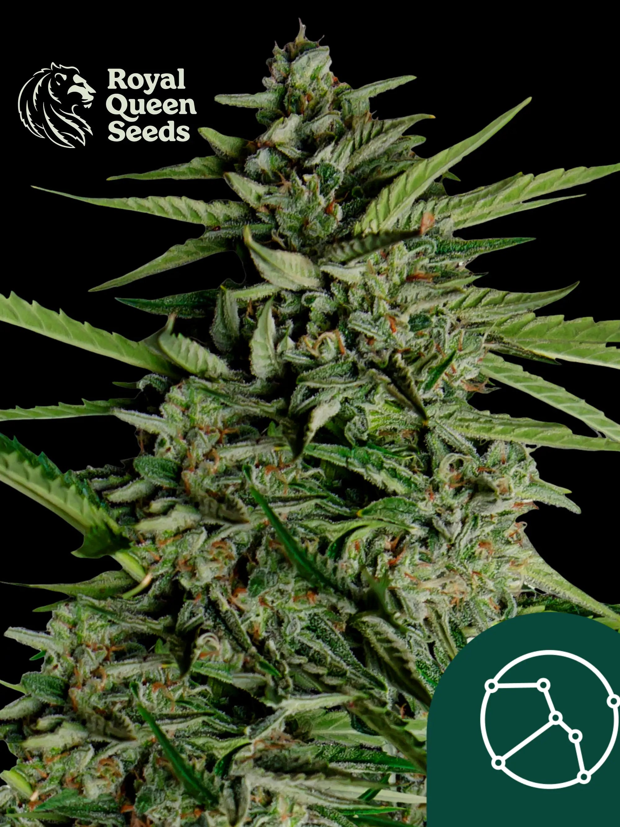 Orion F1 von Royal Queen Seeds – kompakter Autoflower F1 Hybrid mit 21 % THC, süß-fruchtigem Aroma und gleichmäßigem, robustem Wachstum.