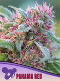 Anesia Seeds Panama Red feminisierte Sativa-Landrassen-Samen – tropische Landrasse aus Panama, hohe Pflanze mit rot schimmernden Blüten, Zitrus- und Bonbonaromen, klare euphorische Wirkung