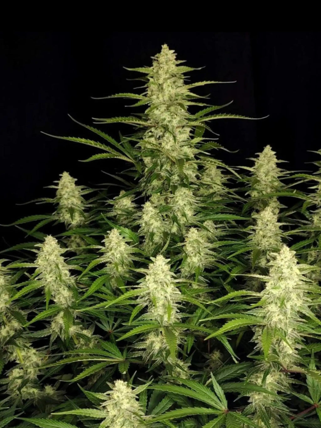 Autoflower Cannabissamen mit kompakter Struktur, schneller Blütezeit und hoher Ertragsleistung.