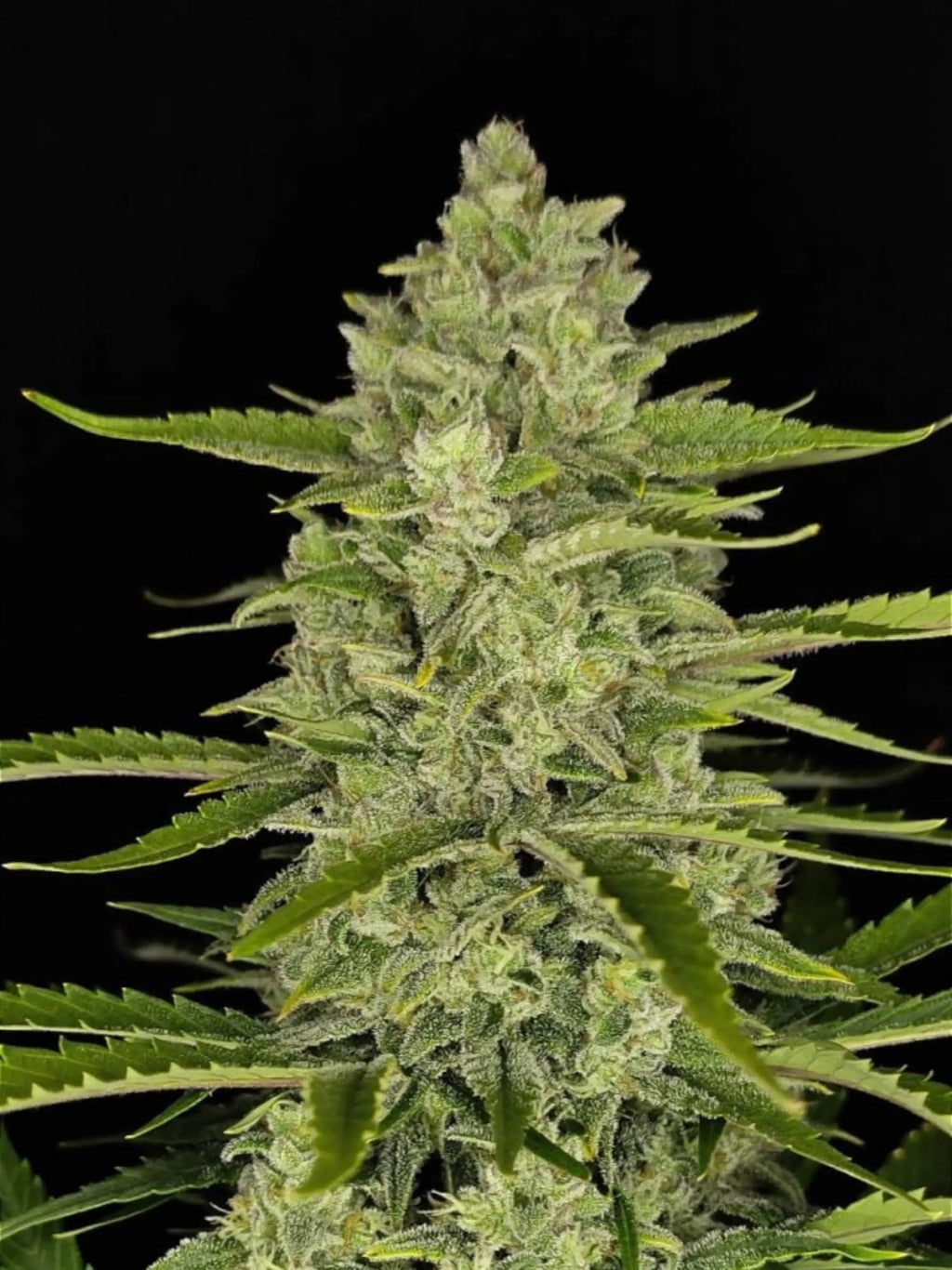 Papaya Cookies Auto Autoflower mit exotischem Fruchtprofil, cremigen Terpenen und ausgewogener Wirkung.