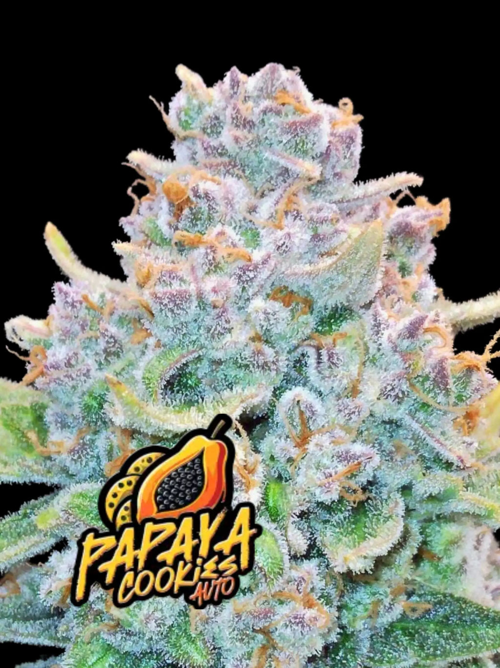 Papaya Cookies Auto Cannabissamen mit bis zu 29 % THC, tropischem Aroma und preisgekrönter Autoflower-Genetik.