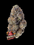 Photoperiod Hybrid-Genetik mit hohem THC-Gehalt, starker Leistung und modernem Terpenprofil.