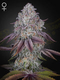 Persian Pie von Green House Seeds Co. – indica-dominanter Hybrid (Lemon Tree x Banana Krumble) mit fruchtig-zitrusigem Aroma, harzreichen Blüten und stark entspannendem High
