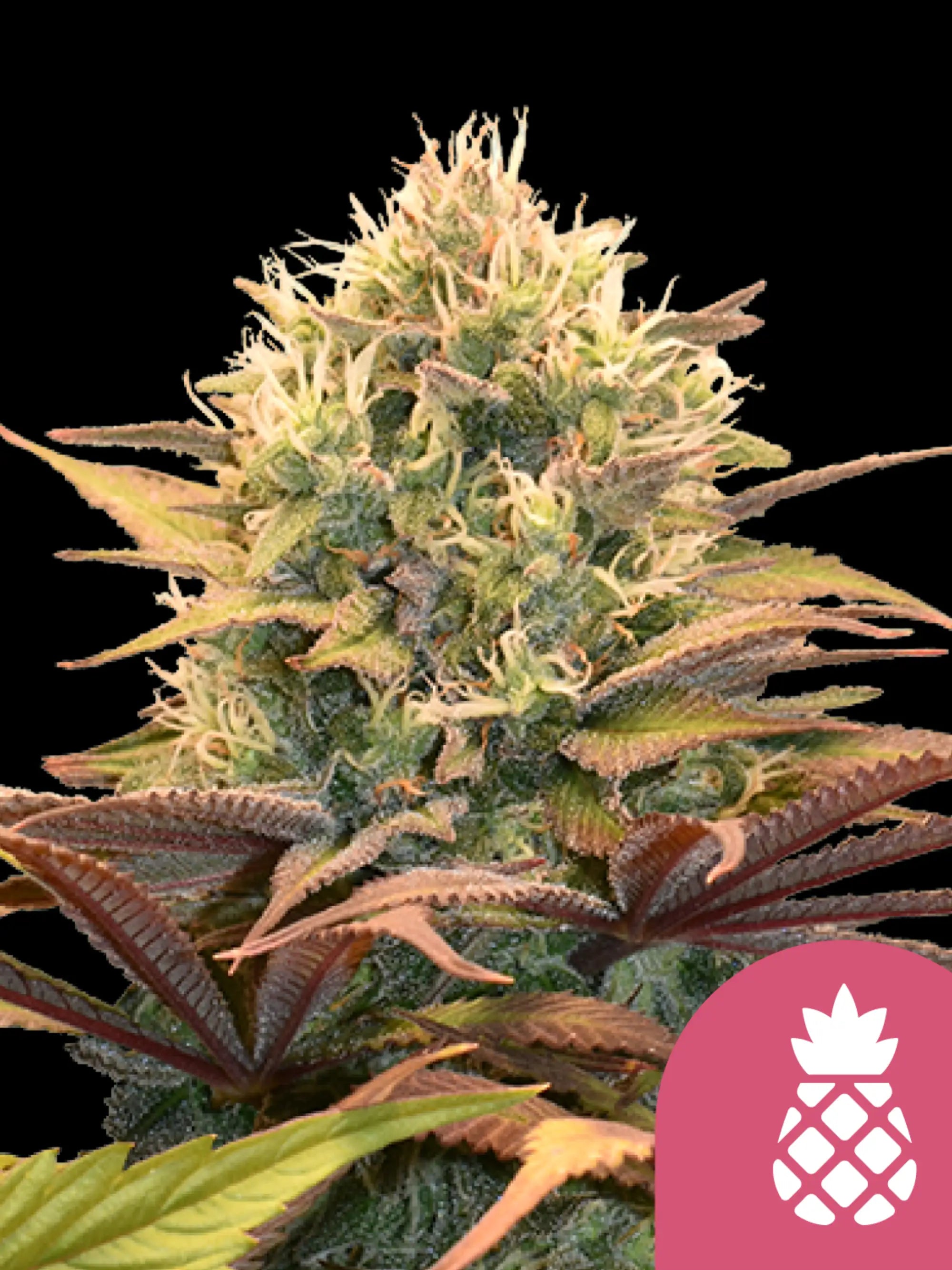 Pineapple × OG Kush Samen von Anesia Seeds – kompakte Autoflower-Pflanzensamen mit fruchtiger Note, ideal für Indoor- & Outdoor-Anbau