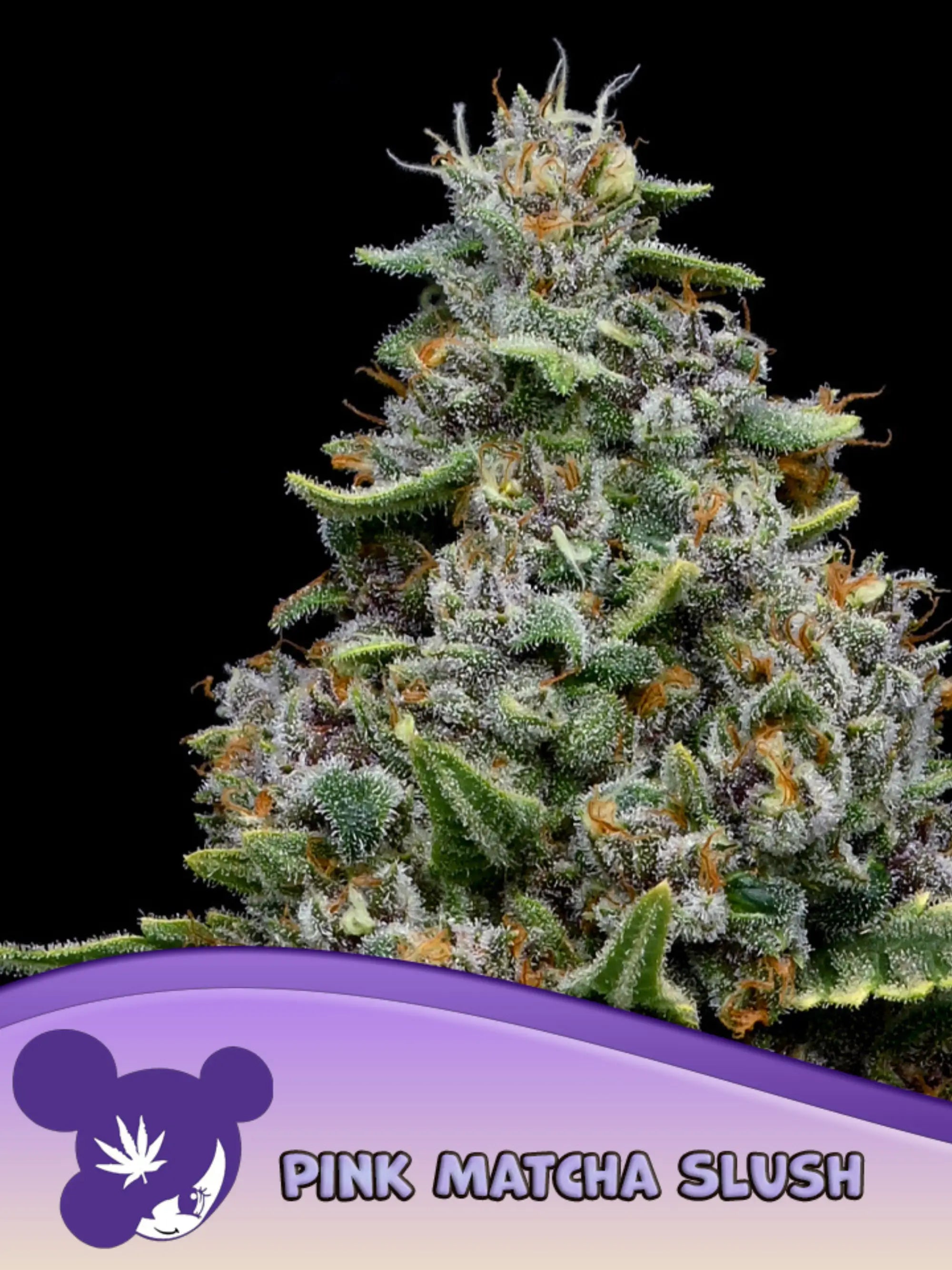 Pink Matcha Slush von Anesia Seeds-feminisierter Hybrid (Miss X x Donna OG) mit intensiv fruchtigem Aroma, dichter Blütenstruktur und kräftigem, kompaktem Wuchs