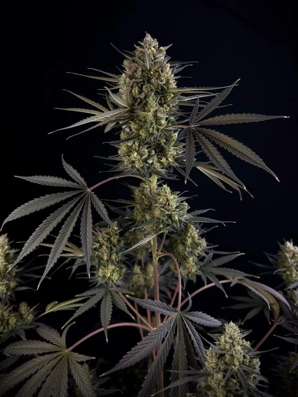 Autoflower Cannabissamen mit hoher Wuchshöhe, stabiler Struktur und starker Ertragsleistung im XL-Bereich.