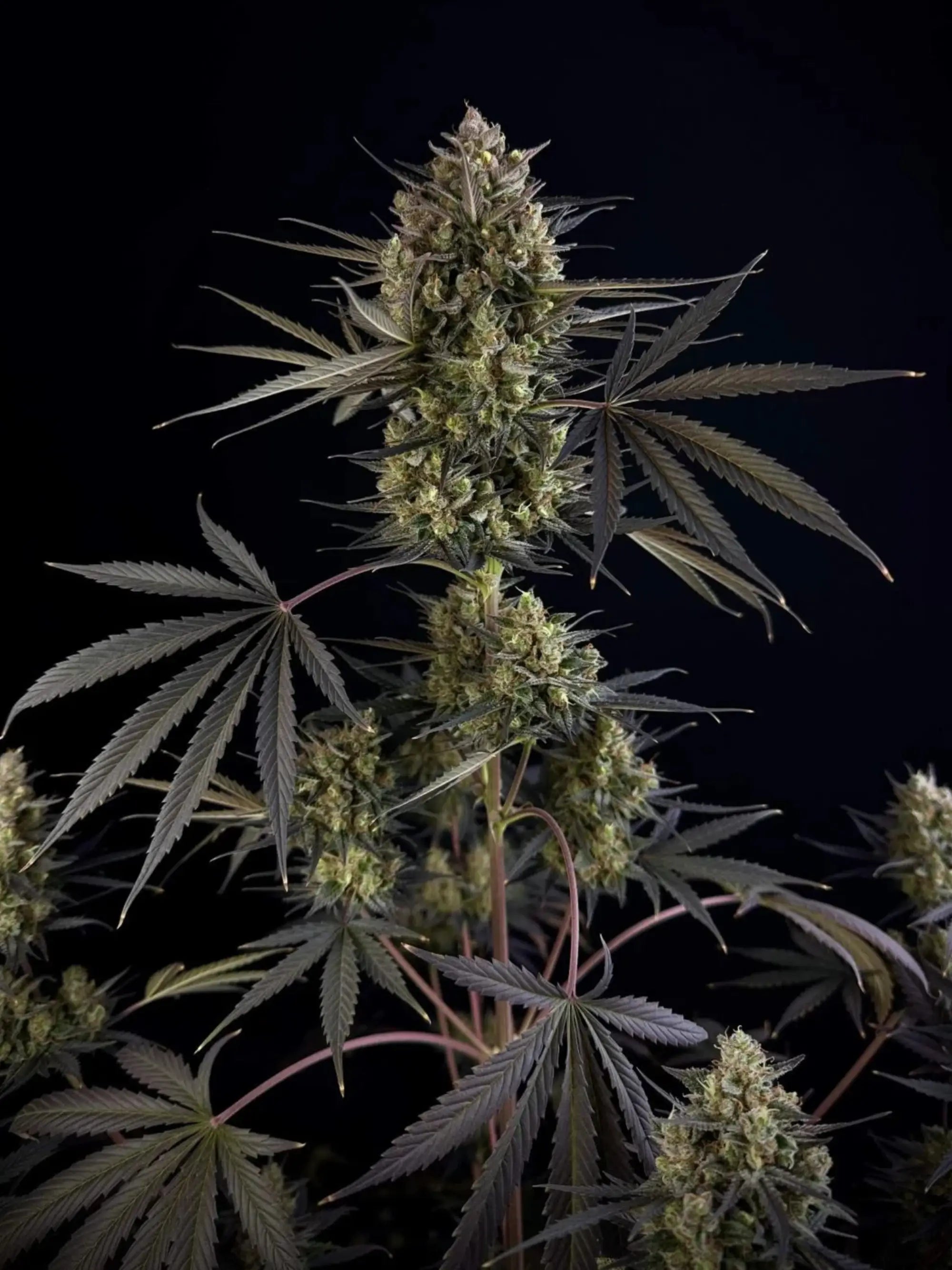 Autoflower Cannabissamen mit hoher Wuchshöhe, stabiler Struktur und starker Ertragsleistung im XL-Bereich.