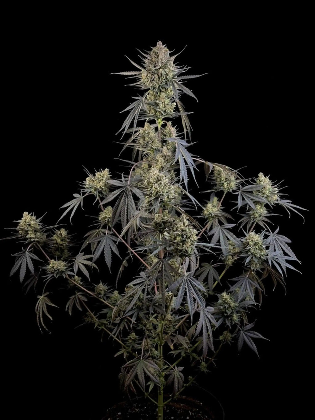 Pound Cake Auto Autoflower mit cremig-süßem Terpenprofil und intensiver Harzproduktion.