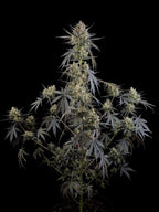 Pound Cake Auto Autoflower mit cremig-süßem Terpenprofil und intensiver Harzproduktion.