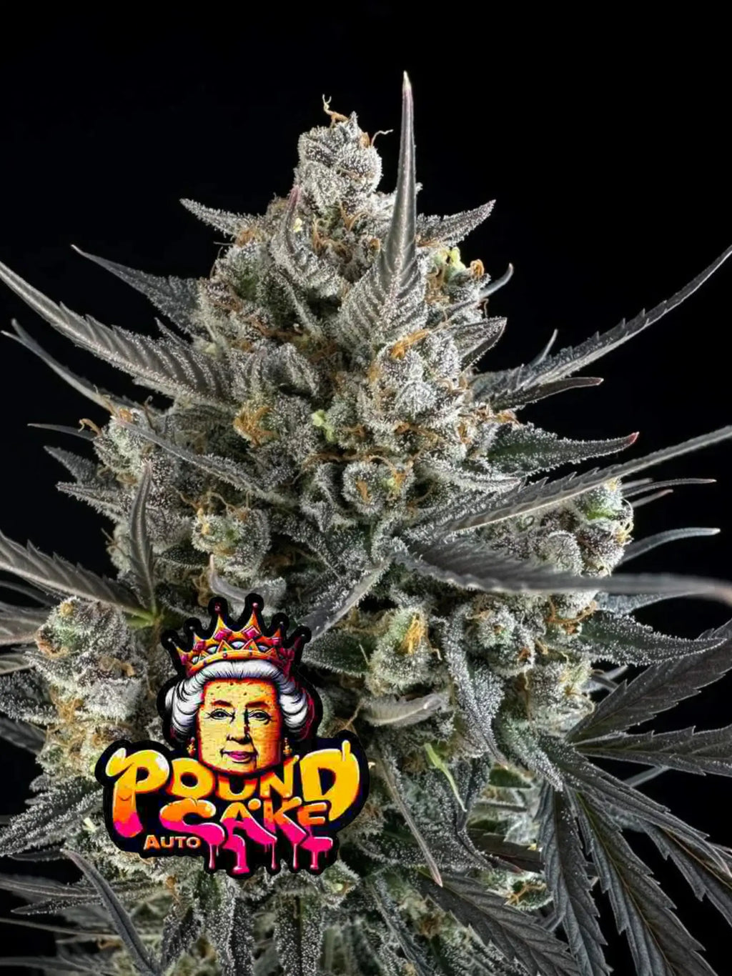 Pound Cake Auto Cannabissamen mit bis zu 28 % THC, süß-cremigem Dessertprofil und starkem Hybridcharakter.