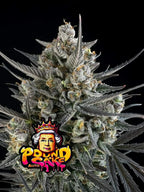 Pound Cake Auto Cannabissamen mit bis zu 28 % THC, süß-cremigem Dessertprofil und starkem Hybridcharakter.