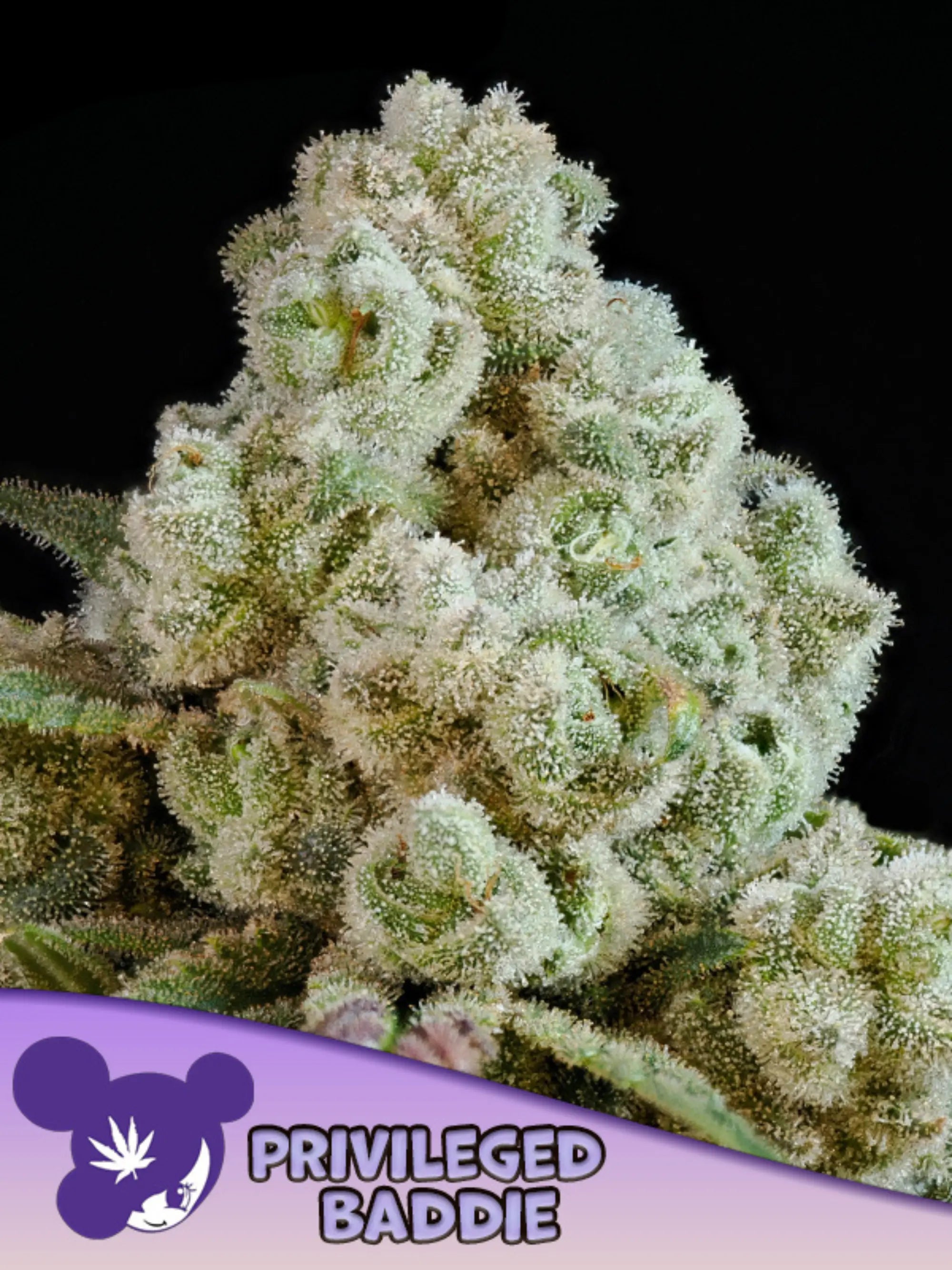 Privileged Baddie feminisierte Cannabissamen von Anesia Seeds zur Sammlung genetischer Vielfalt.