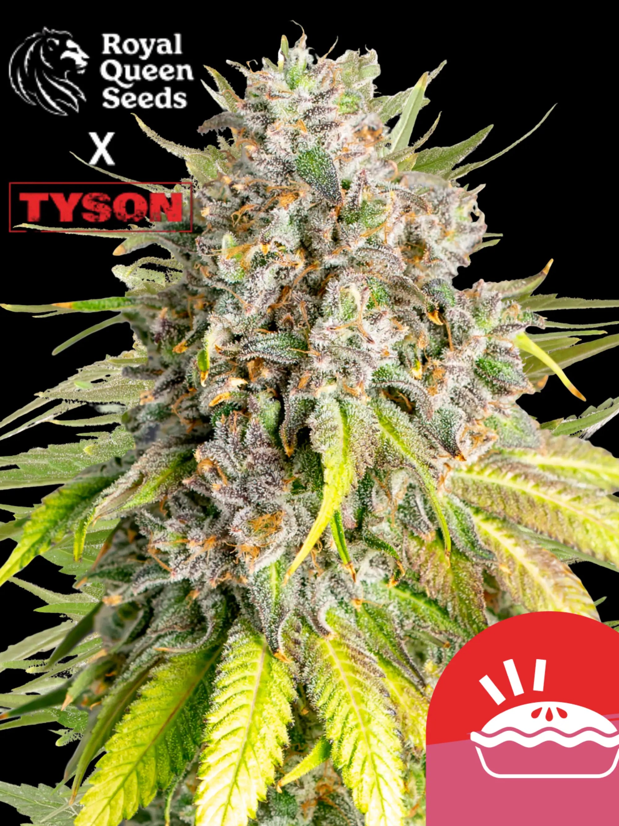 Punch Pie Cannabispflanze mit dichten, harzigen Blüten – Tyson 2.0 x Royal Queen Seeds, 90 % Indica, entspannende Wirkung