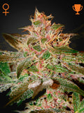 Feminiserte Pure Kush Samen von Green House Seed Co