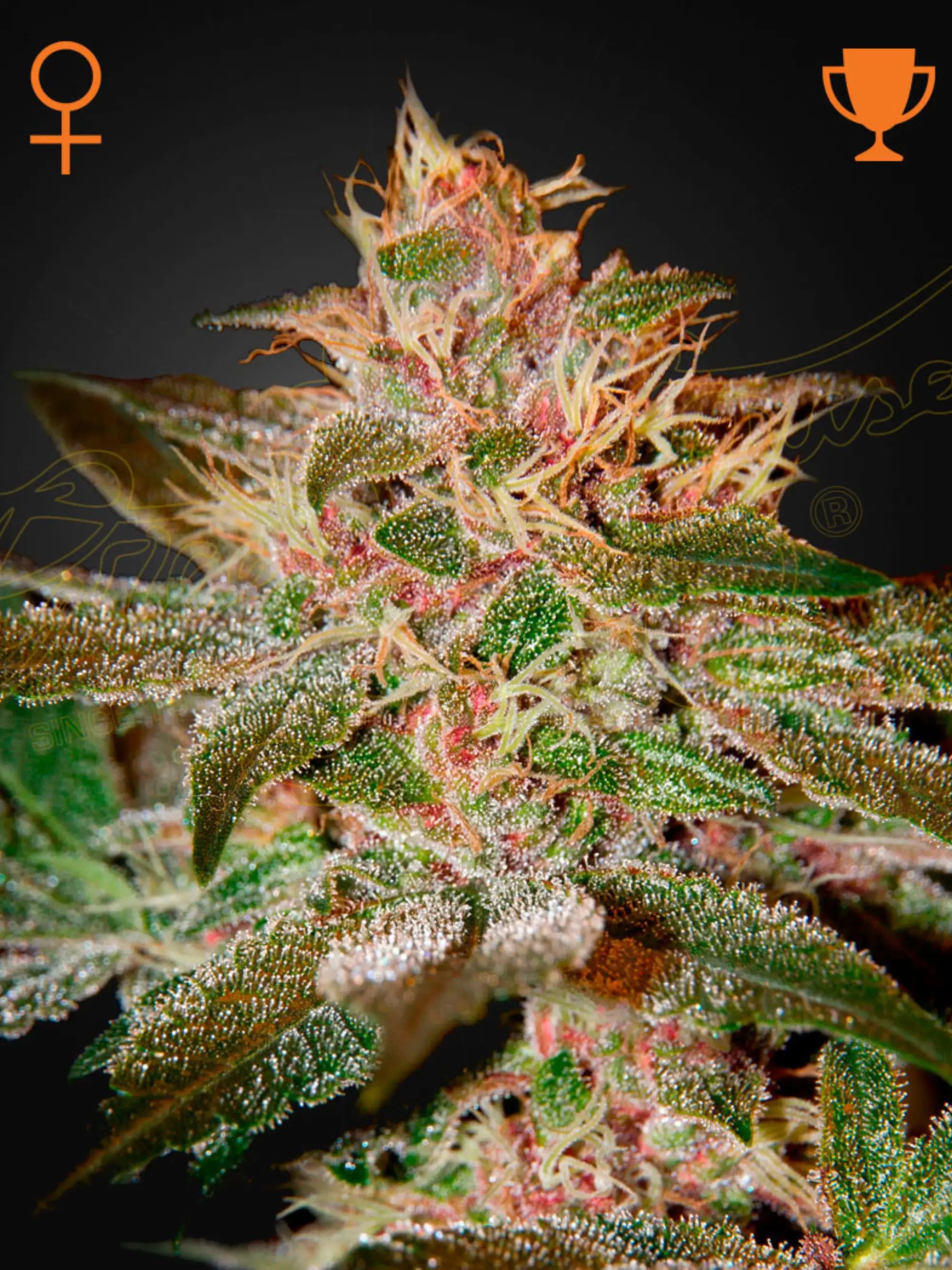 Feminiserte Pure Kush Samen von Green House Seed Co