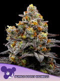 Purple Boost Highness – feminisierte Sammlersamen von Anesia Seeds mit sativadominanter Hybridgenetik.
