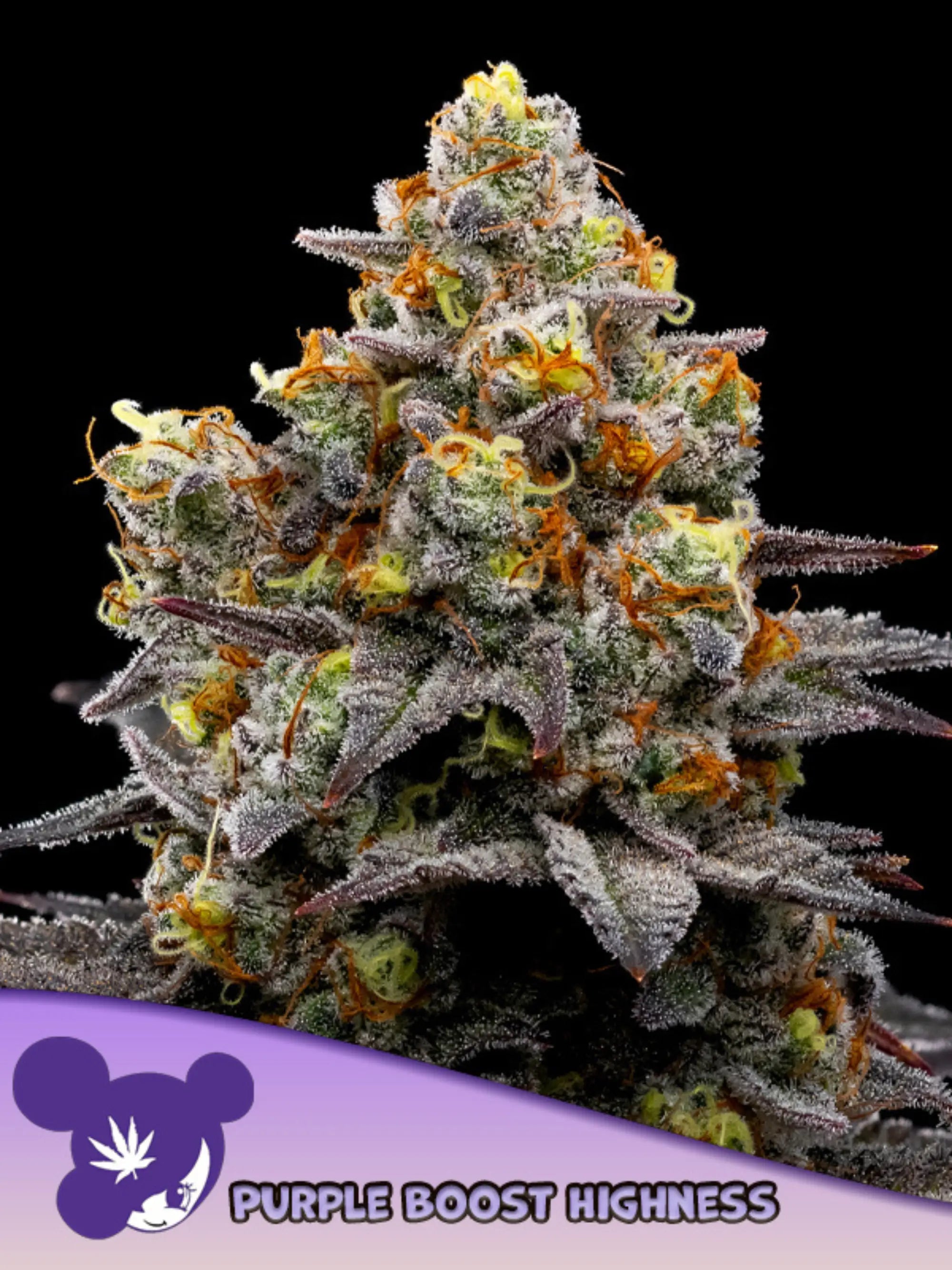 Purple Boost Highness – feminisierte Sammlersamen von Anesia Seeds mit sativadominanter Hybridgenetik.