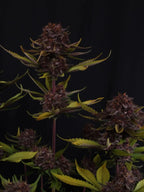 Autoflower Linie mit ausgewogener Hybridstruktur und optimierter Performance-Genetik.