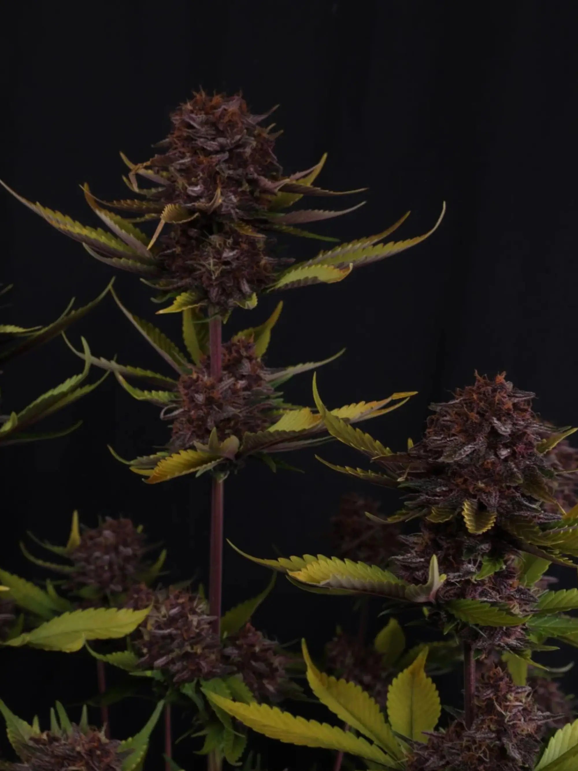 Autoflower Linie mit ausgewogener Hybridstruktur und optimierter Performance-Genetik.