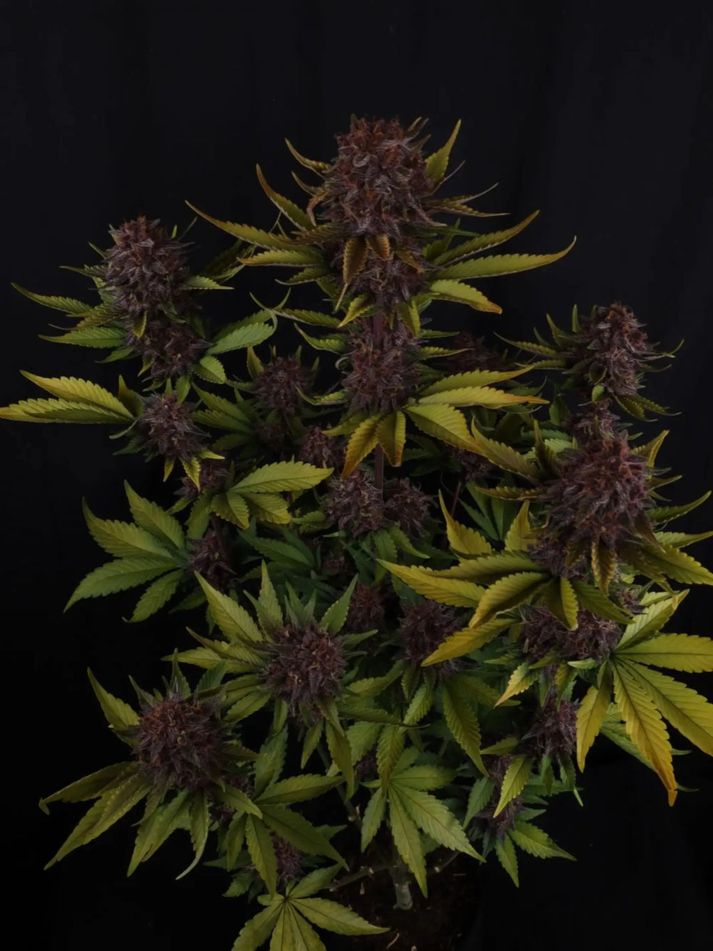 RF3 Autoflower-Genetik mit starker Harzbildung und stabilisiertem Zuchtprofil.