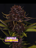 Stabilisierte Autoflower-Genetik RF3 mit hohem THC-Potenzial und moderner Züchtungslinie.