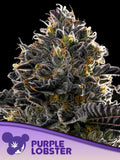 Purple Lobster Cannabissamen von Anesia Seeds – feminisierte Sammler-Genetik