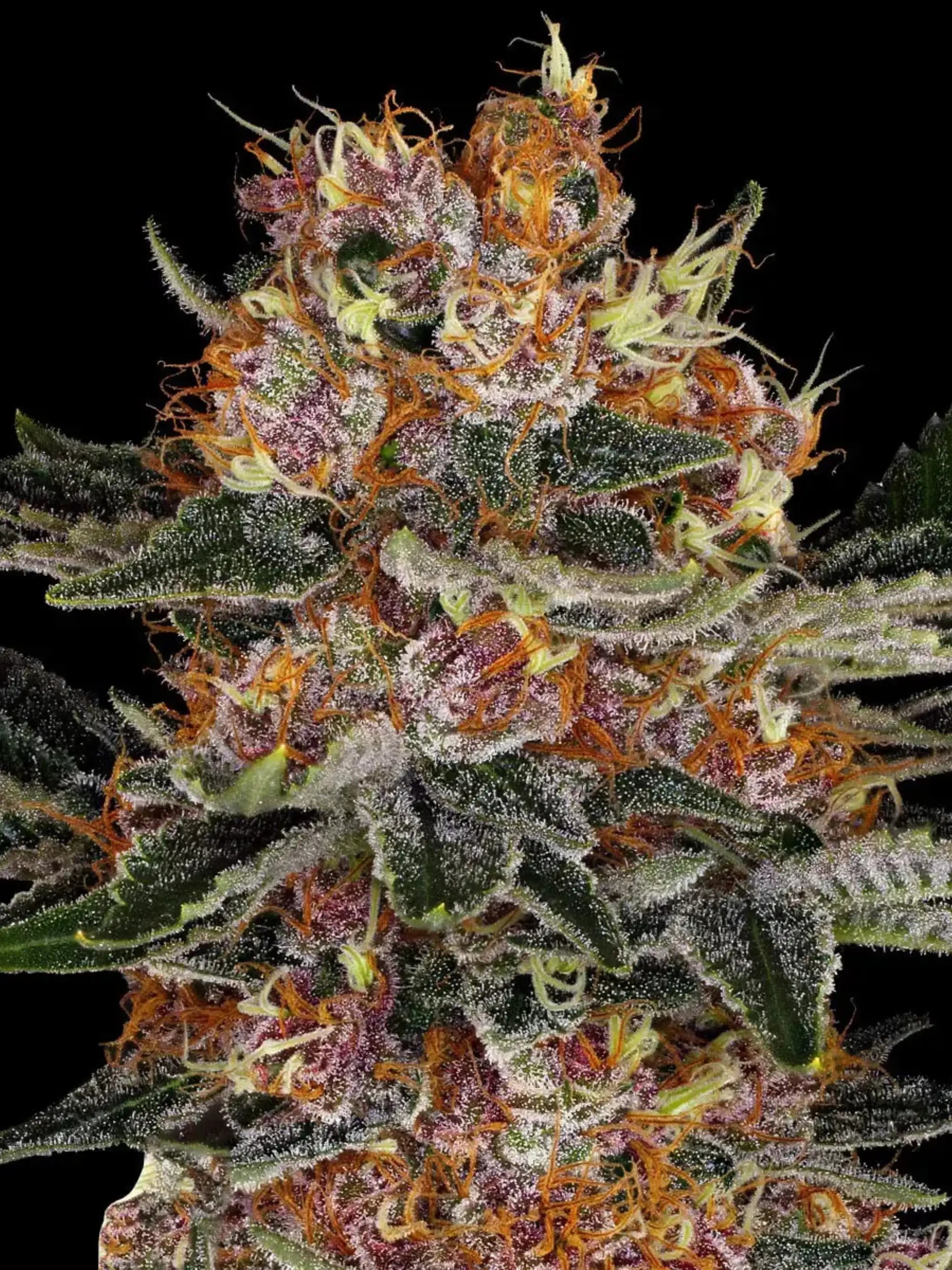 Purple Punch von Barneys Farm, indica-dominante Autoflower mit harzreichen, süßen Dessert-Blüte