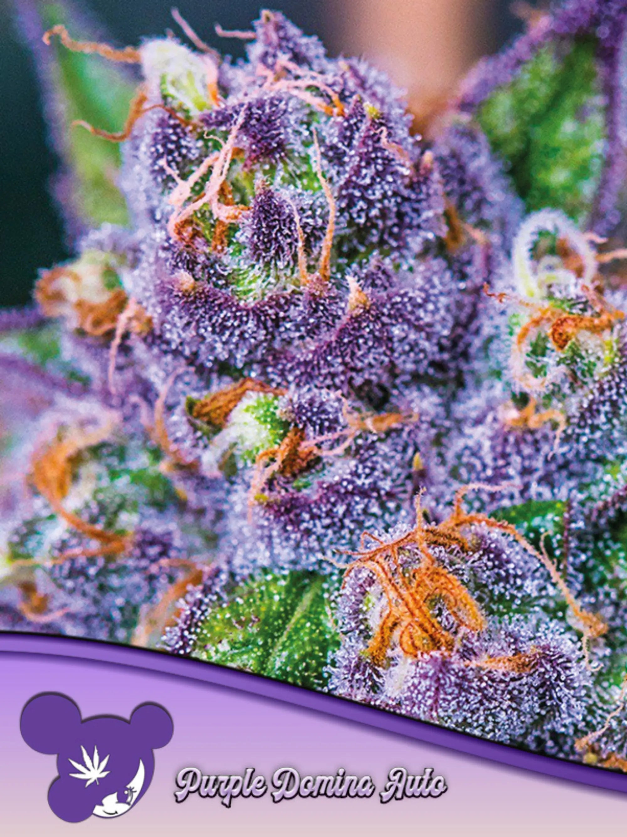 Anesia Seeds Purple Domina Auto feminisierte Autoflowering-Samen – Indica-dominanter Hybrid aus Purple Kush und Black Domina, kompakter Wuchs mit violetten, harzreichen Blüten