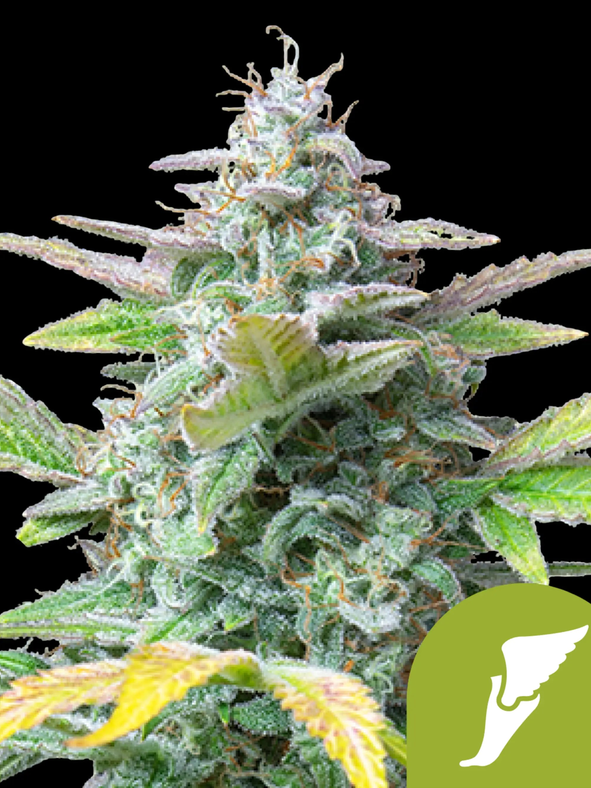 Quick One Blüten mit fruchtigem Zitrus- und Erd-Aroma