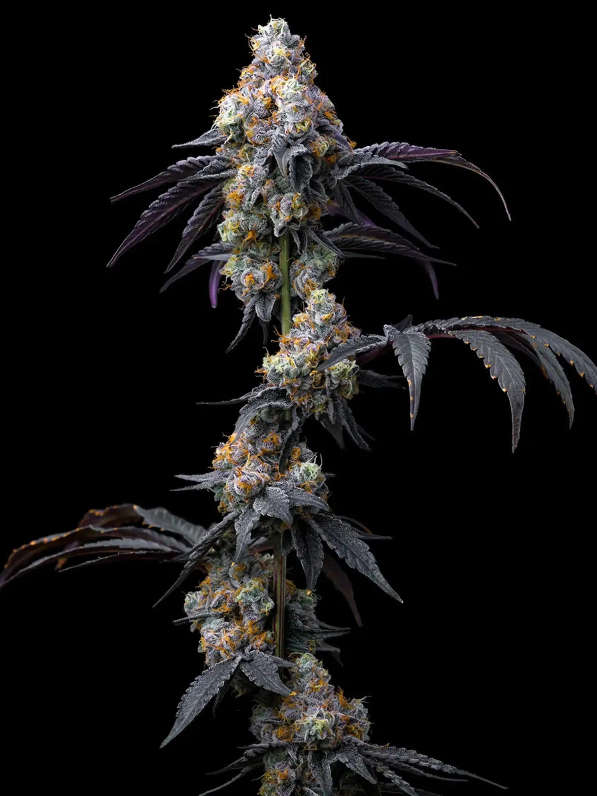 Barney’s Farm Rainbow Sherbet feminisierte Cannabissamen – ausgewogener Hybrid aus Champagne und Blackberry, fruchtig-süßes Aroma mit tropischen und bonbonartigen Noten, kompakter Wuchs