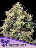 Roswell Code Cannabissamen von Anesia Seeds – feminisierte Sammler-Genetik