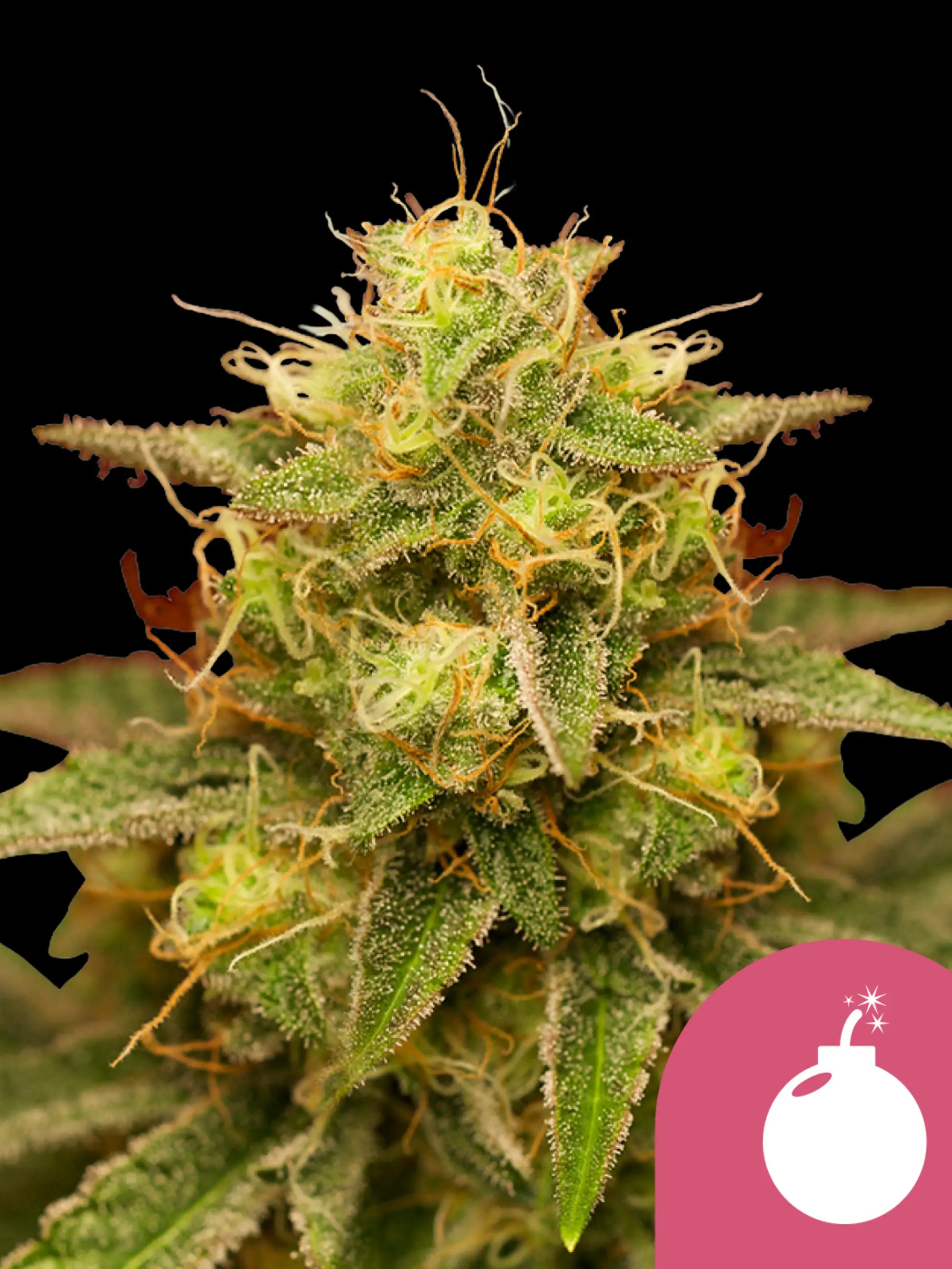 Royal Domina Cannabissamen von Royal Queen Seeds, Kreuzung aus Black Domina und Kalijah, für Sammler und Genetikliebhaber