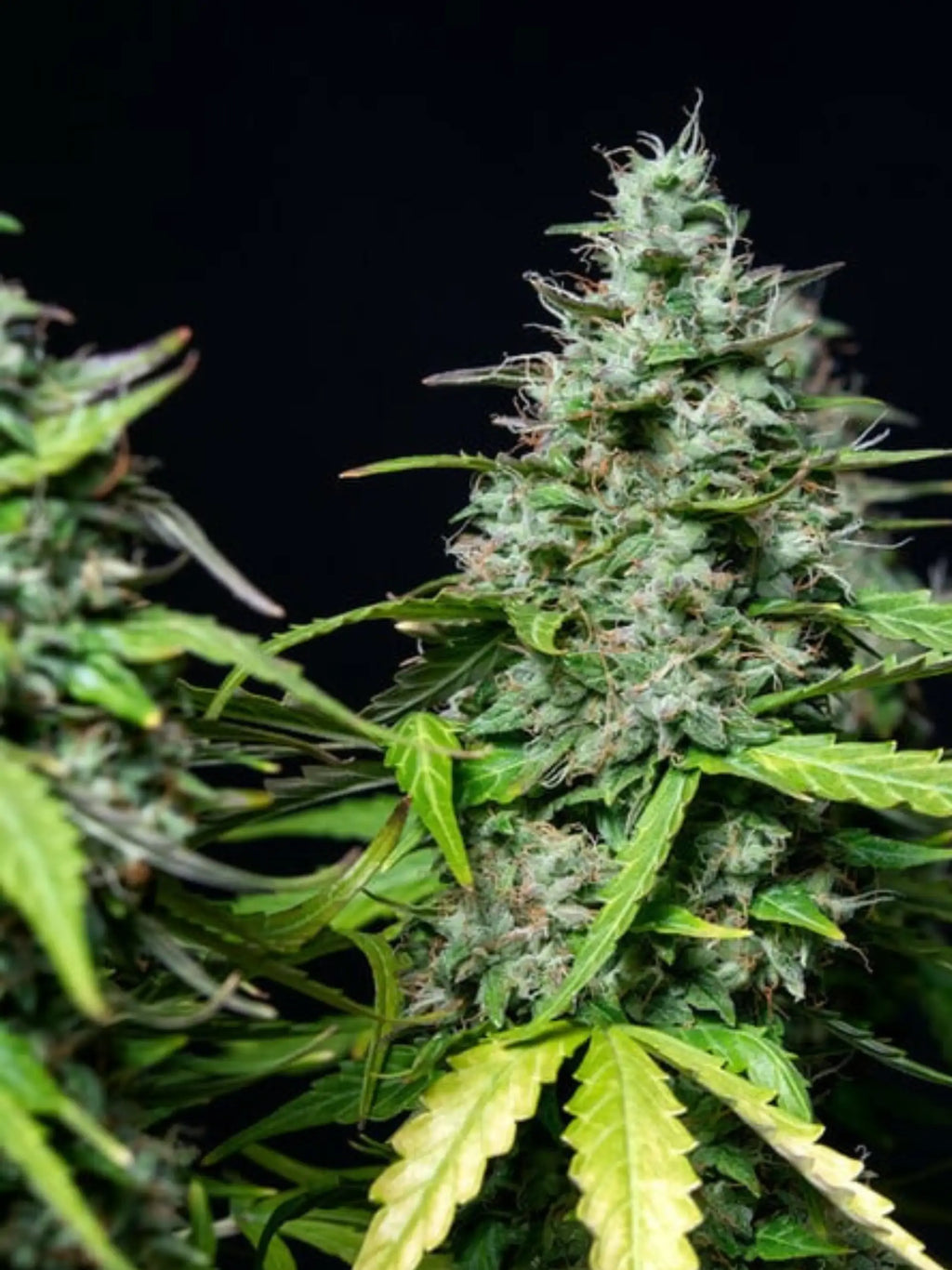 Royal Gorilla Auto Cannabispflanze mit dichten, harzreichen Colas und intensiven Diesel-Kush-Aromen