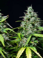 Royal Gorilla Auto Cannabispflanze mit dichten, harzreichen Colas und intensiven Diesel-Kush-Aromen