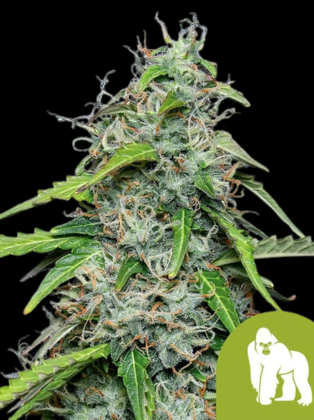 Royal Gorilla Auto Cannabispflanze mit dichten, harzreichen Colas und intensiven Diesel-Kush-Aromen