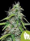Royal Gorilla Auto Cannabispflanze mit dichten, harzreichen Colas und intensiven Diesel-Kush-Aromen