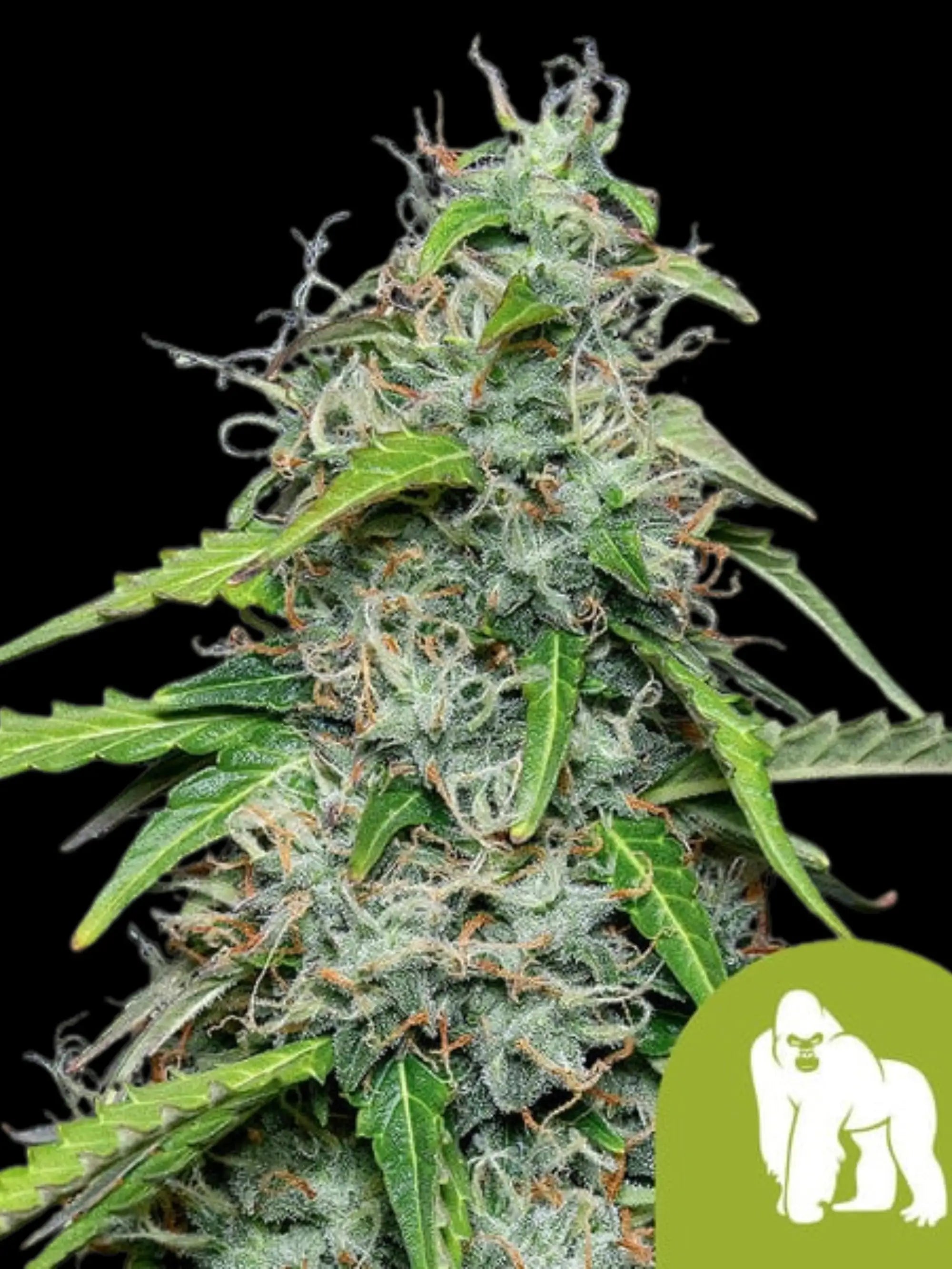 Royal Gorilla Auto Cannabispflanze mit dichten, harzreichen Colas und intensiven Diesel-Kush-Aromen