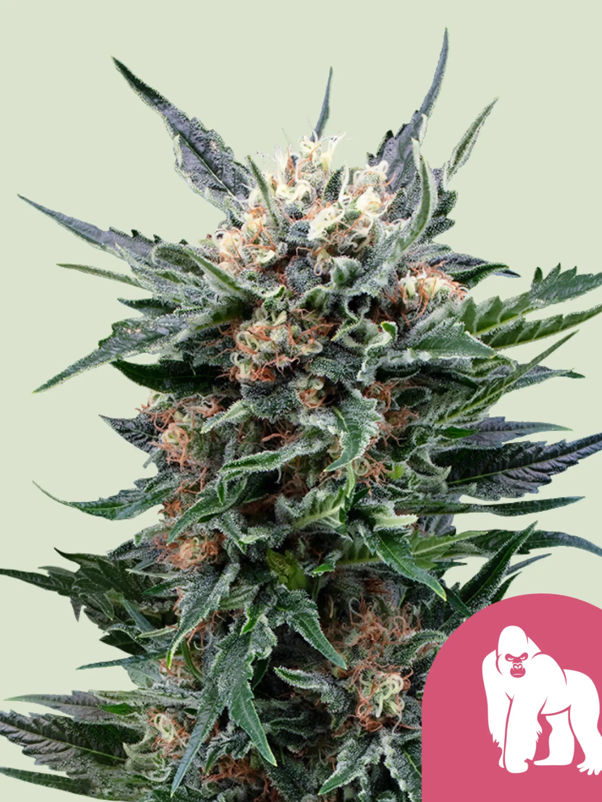 Royal Gorilla Cannabissamen von Royal Queen Seeds, harzreiche Hybrid-Genetik mit intensiven Aromen.