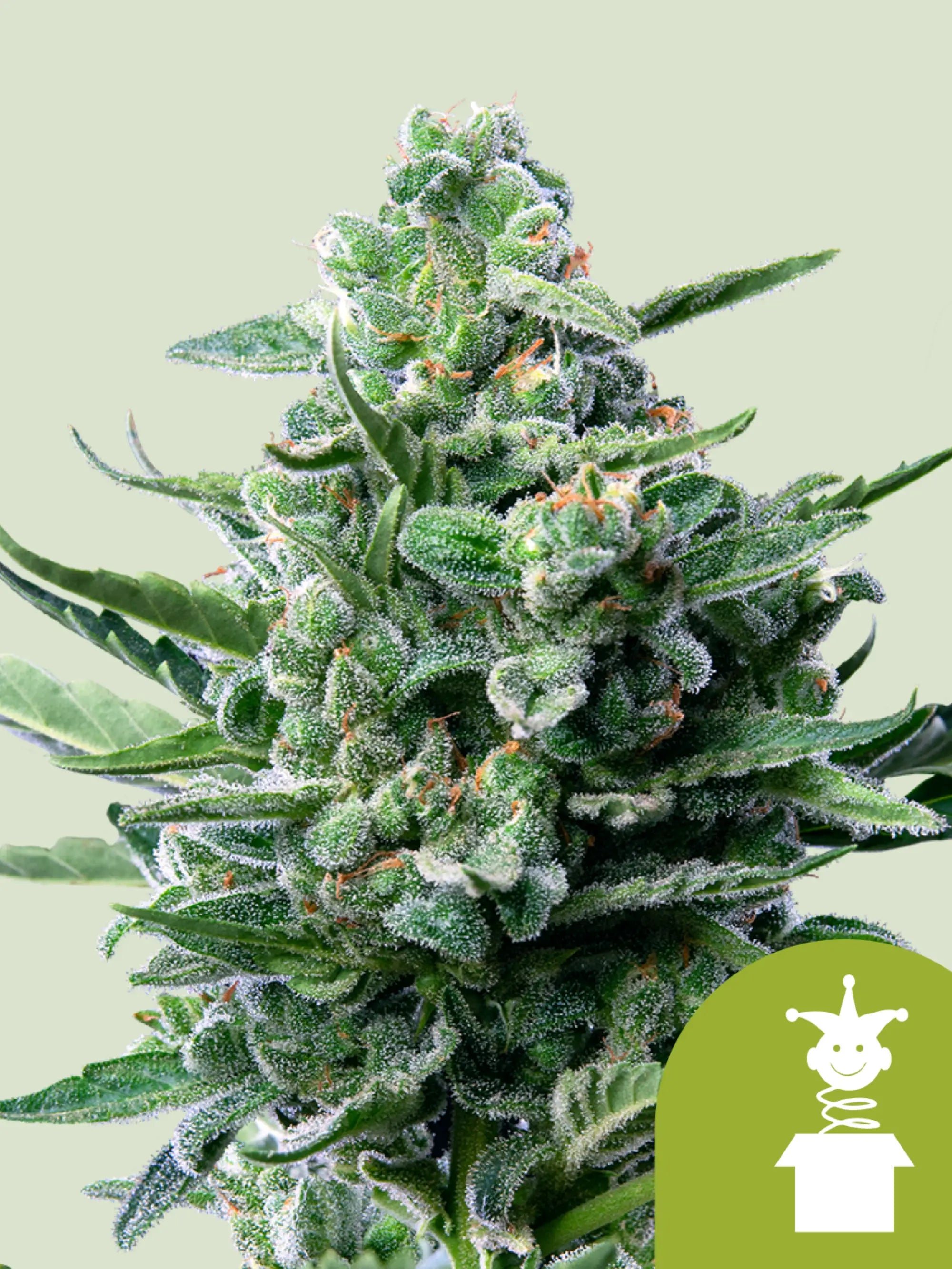 Royal Jack Auto Cannabissamen von Royal Queen Seeds, autoflowering Jack-Herer-Genetik mit klarem, sativabetontem Effekt