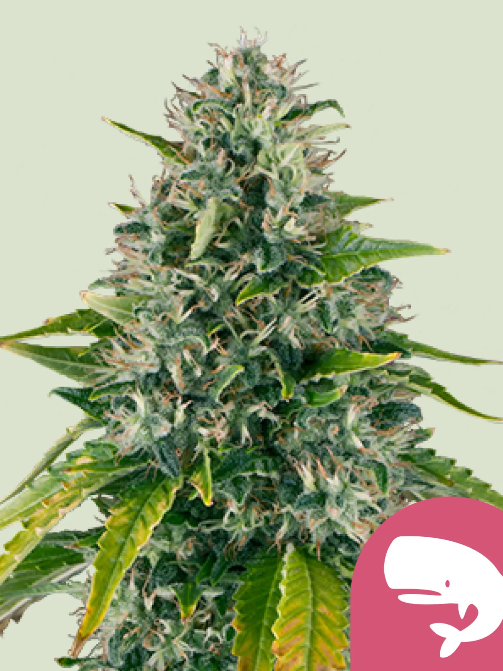 Royal Moby Cannabissamen von Royal Queen Seeds, sativa-dominierte Haze x White Widow Genetik mit hohem THC-Gehalt