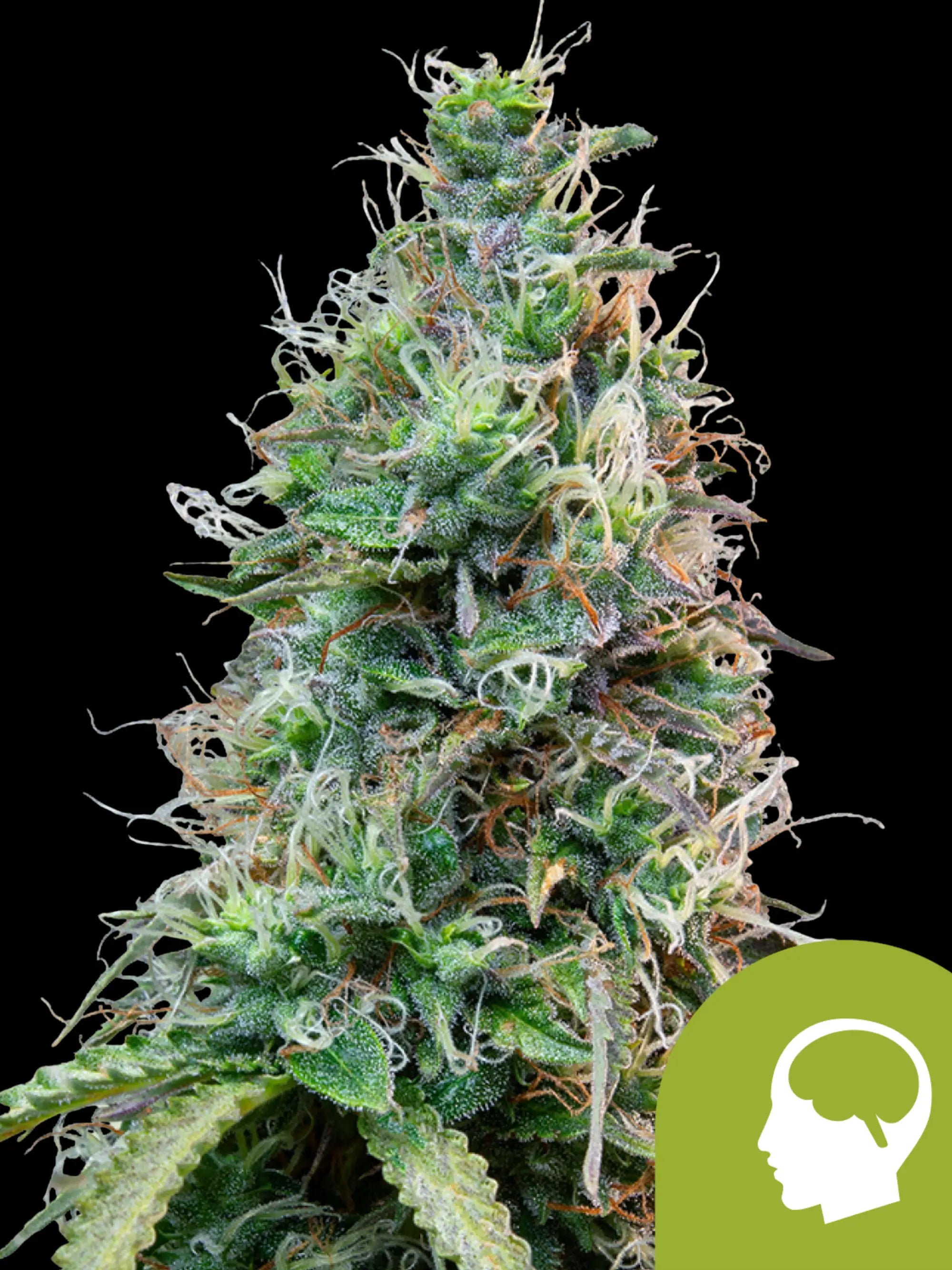 Royal Queen Seeds Amnesia Haze Auto – hochwertige autoflowering Cannabissamen als Sammlerware