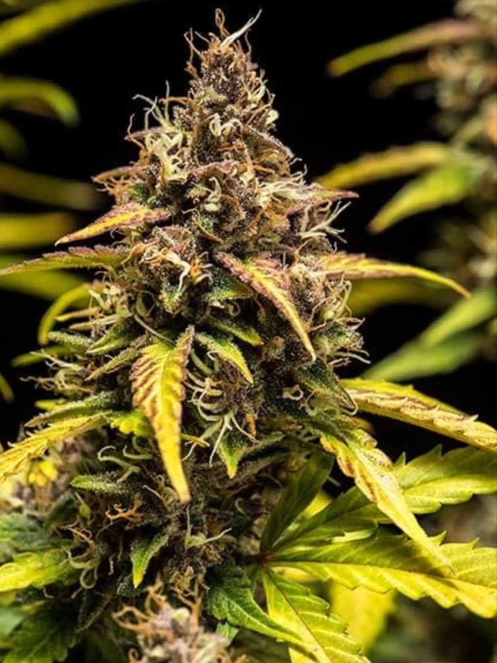 Do-Si-Dos Auto von Royal Queen Seeds mit kräftigem, indica-typischem Wuchs