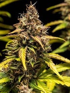 Do-Si-Dos Auto von Royal Queen Seeds mit kräftigem, indica-typischem Wuchs