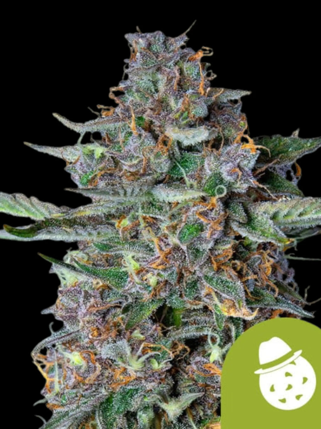 Do-Si-Dos Auto von Royal Queen Seeds, kompakte Autoflower-Indica mit dichten, harzreichen Blüten und aromatischem Cookies-Zitrus-Profil