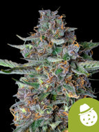 Do-Si-Dos Auto von Royal Queen Seeds, kompakte Autoflower-Indica mit dichten, harzreichen Blüten und aromatischem Cookies-Zitrus-Profil