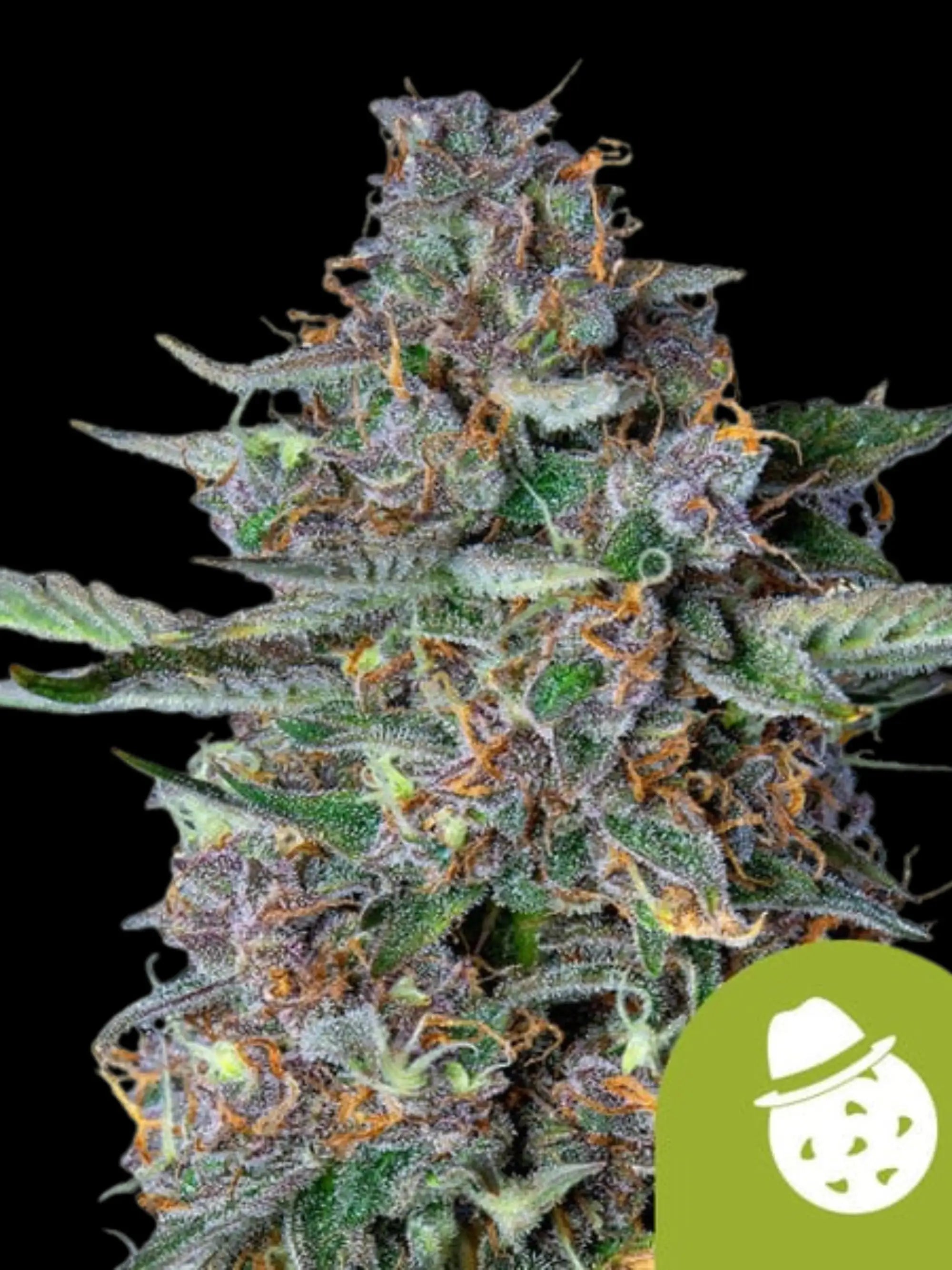 Do-Si-Dos Auto von Royal Queen Seeds, kompakte Autoflower-Indica mit dichten, harzreichen Blüten und aromatischem Cookies-Zitrus-Profil